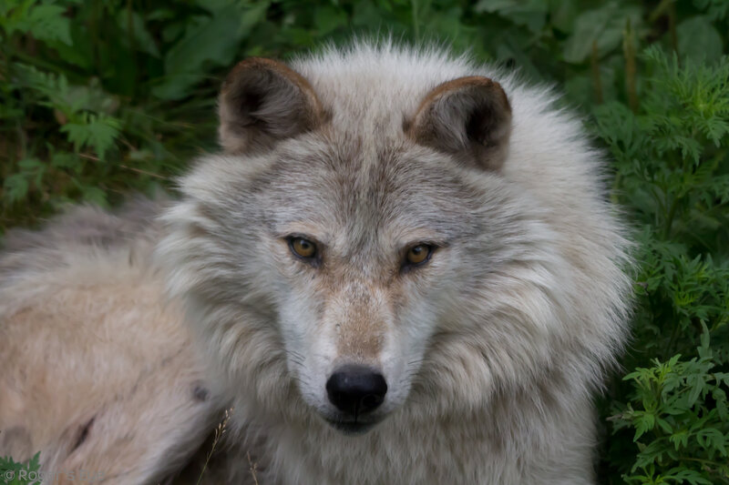 White Wolf in Foliage — Alert