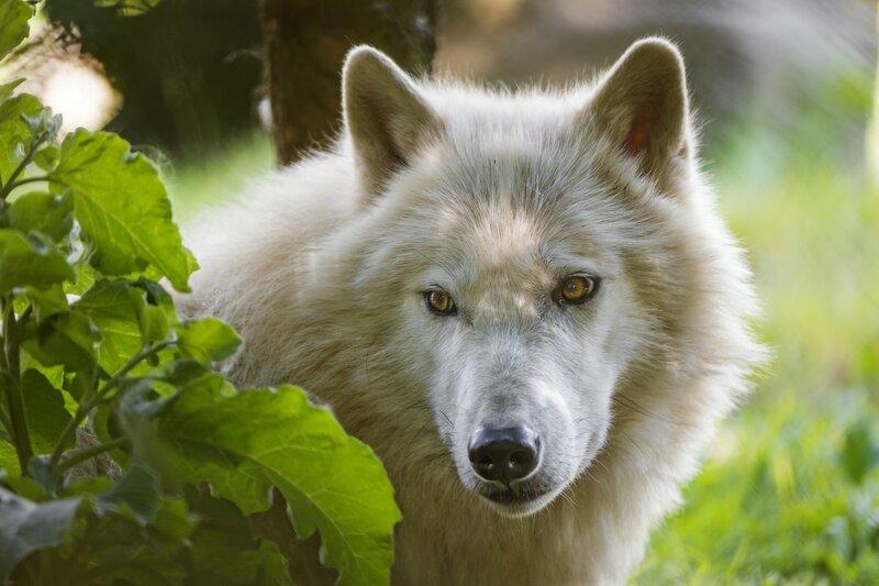 White Wolf in Foliage — Calm, Afternoon, Photograph