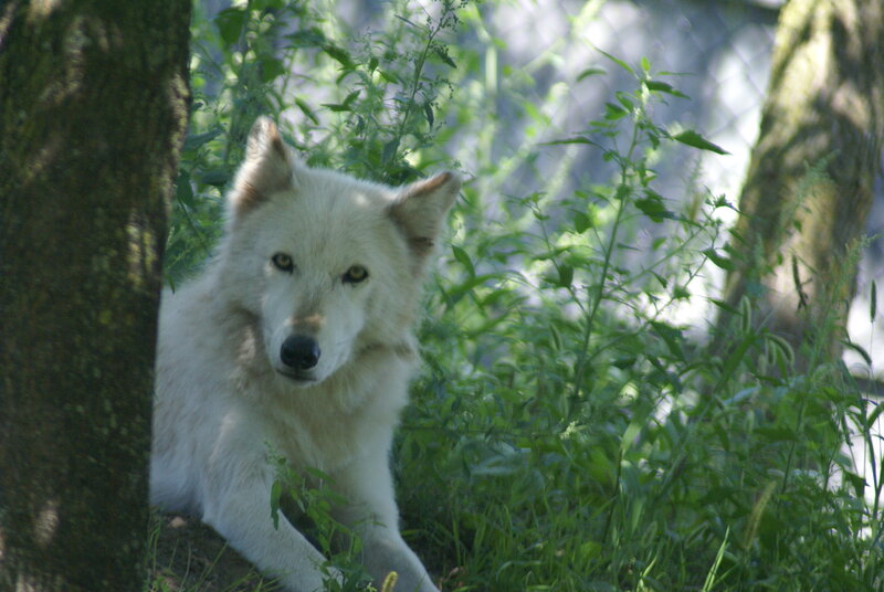 White Wolf in Foliage — Calm, Afternoon, Photograph, Tree