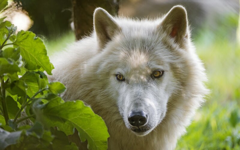 White Wolf in Foliage — Calm, Afternoon