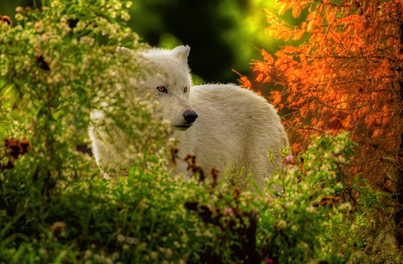White Wolf in Foliage — Natural