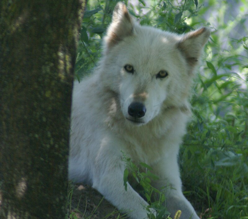 White Wolf in Foliage