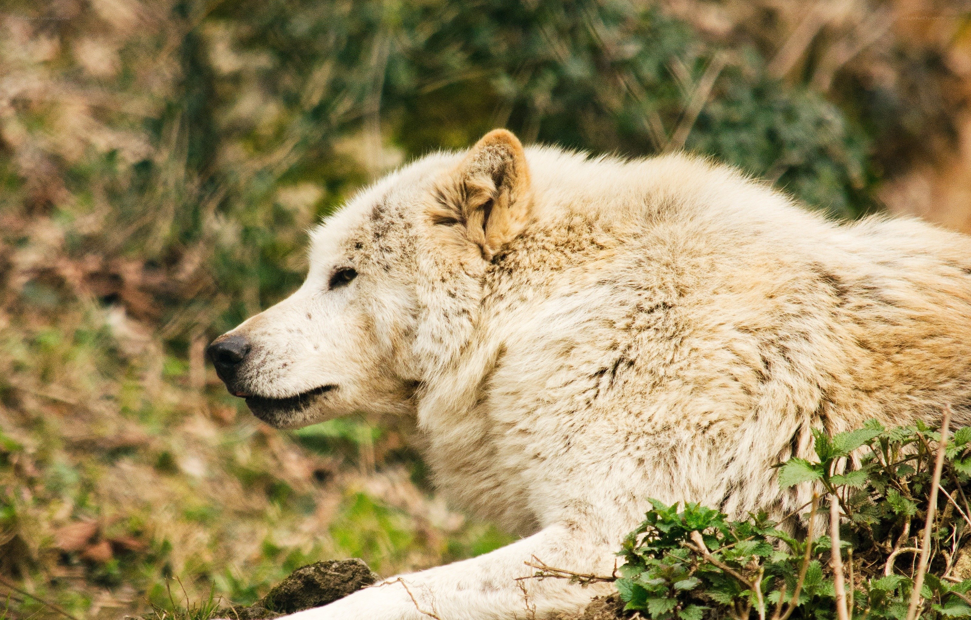 white wolf in forest