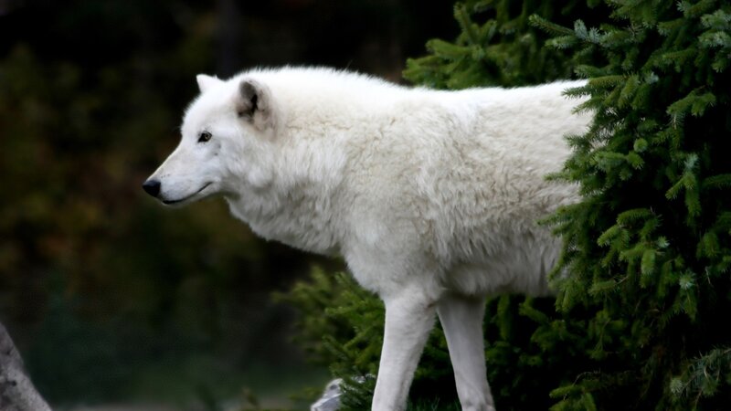 white wolf in forest