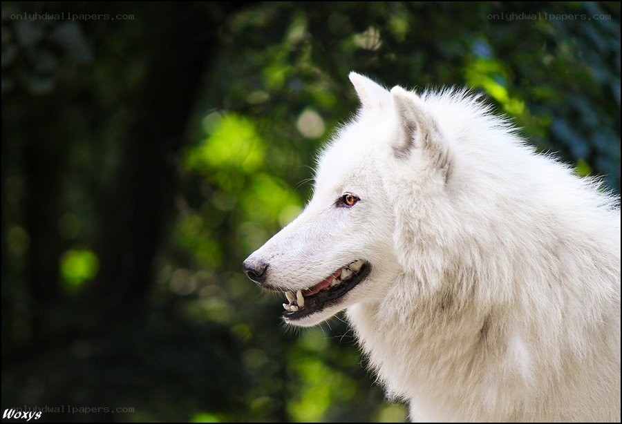white wolf in forest