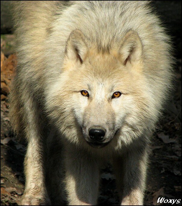 white wolf in forest