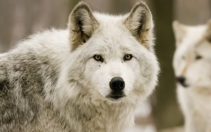 white wolf in forest