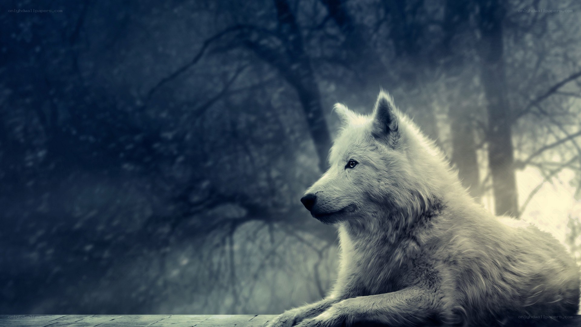 white wolf in forest