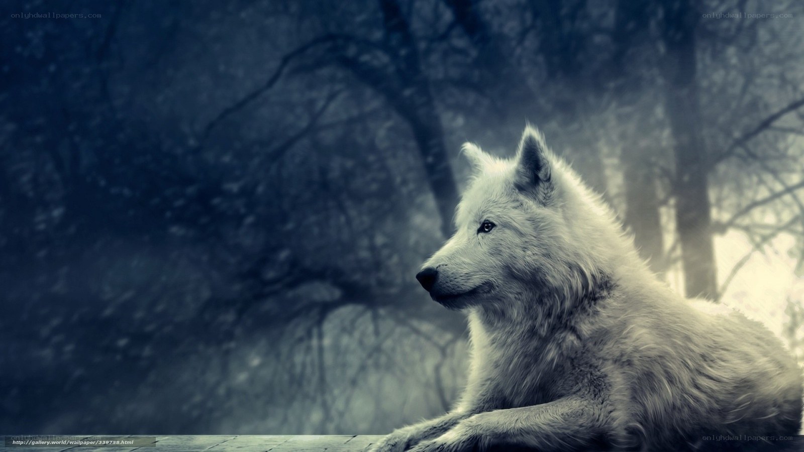 white wolf in forest