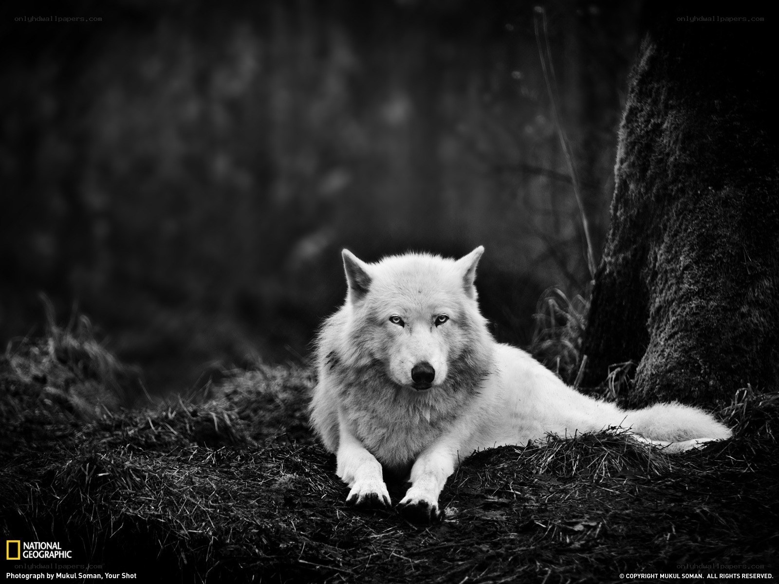White wolf in forest