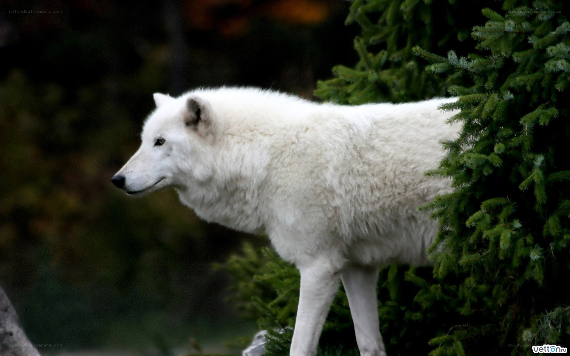 white wolf in forest