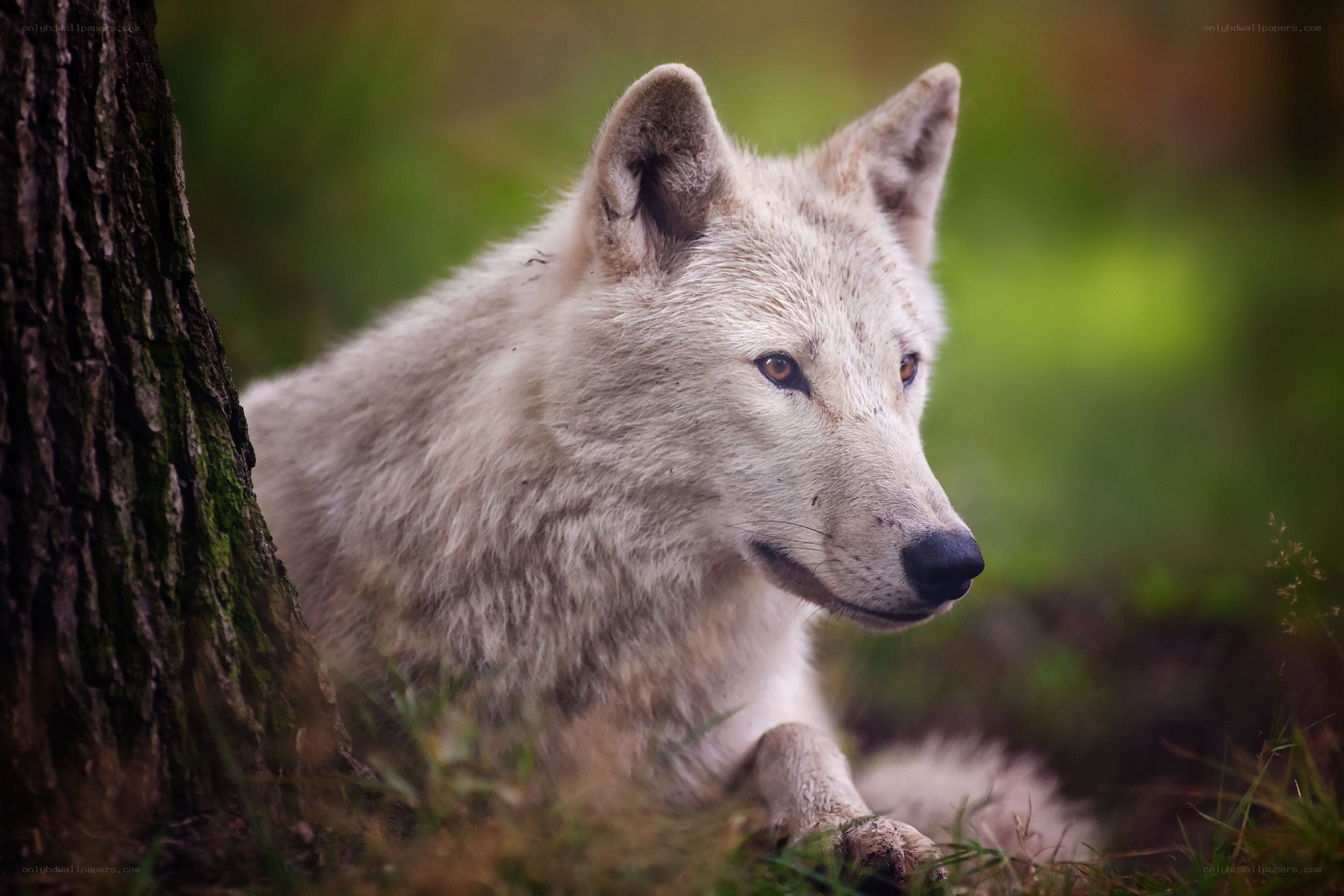white wolf in forest