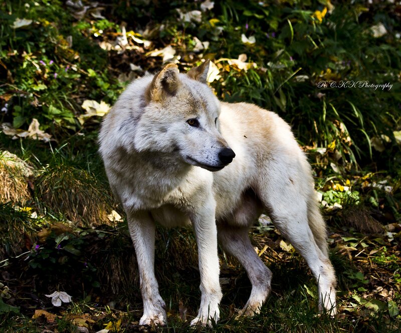 white wolf in forest