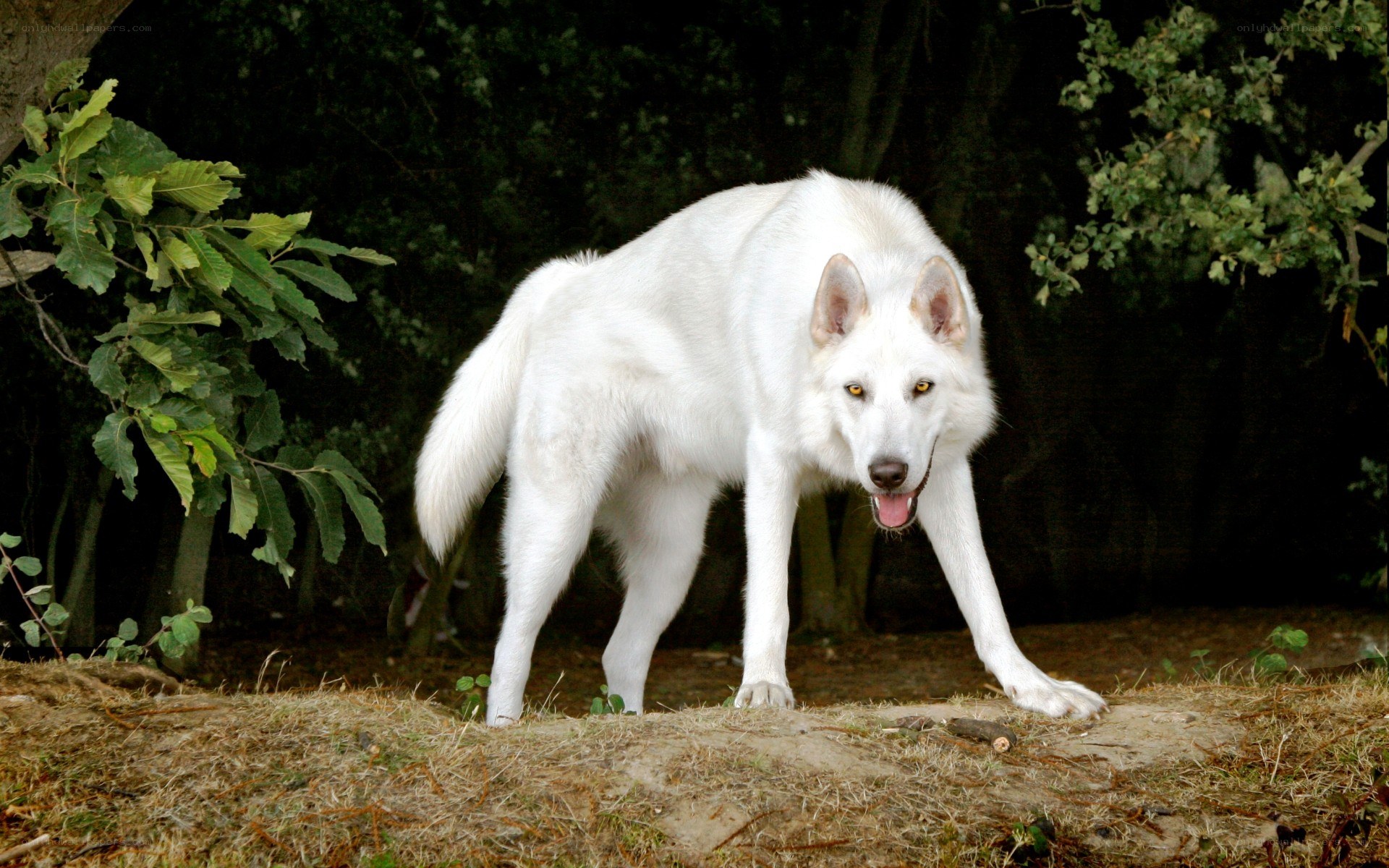 white wolf in forest