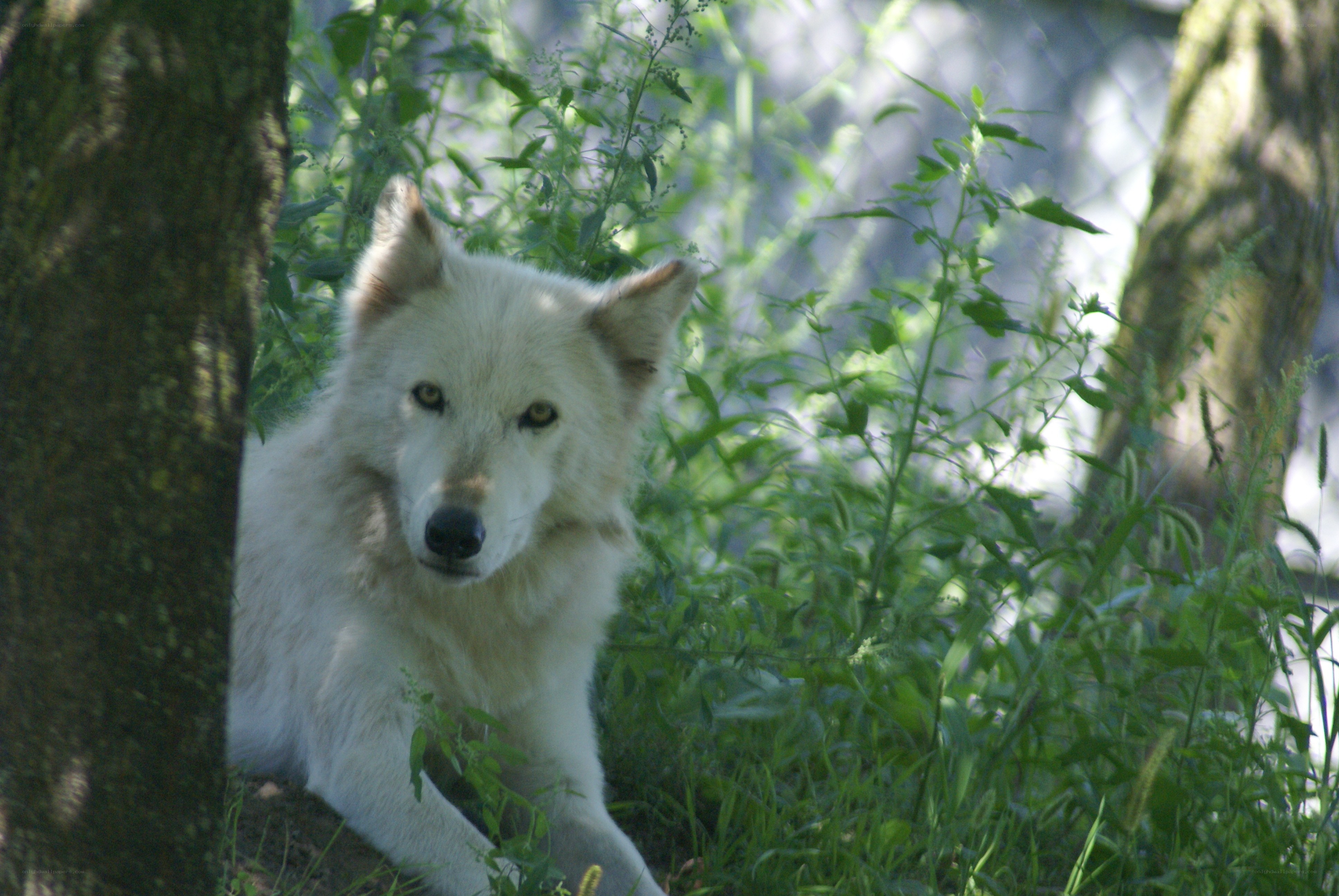 white wolf in forest
