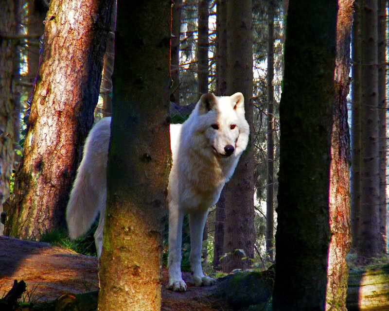 white wolf in forest