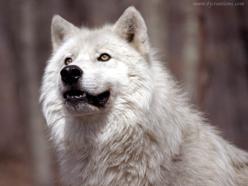 white wolf in forest