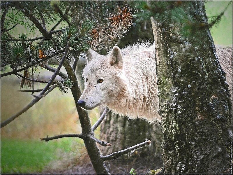 White wolf in forest