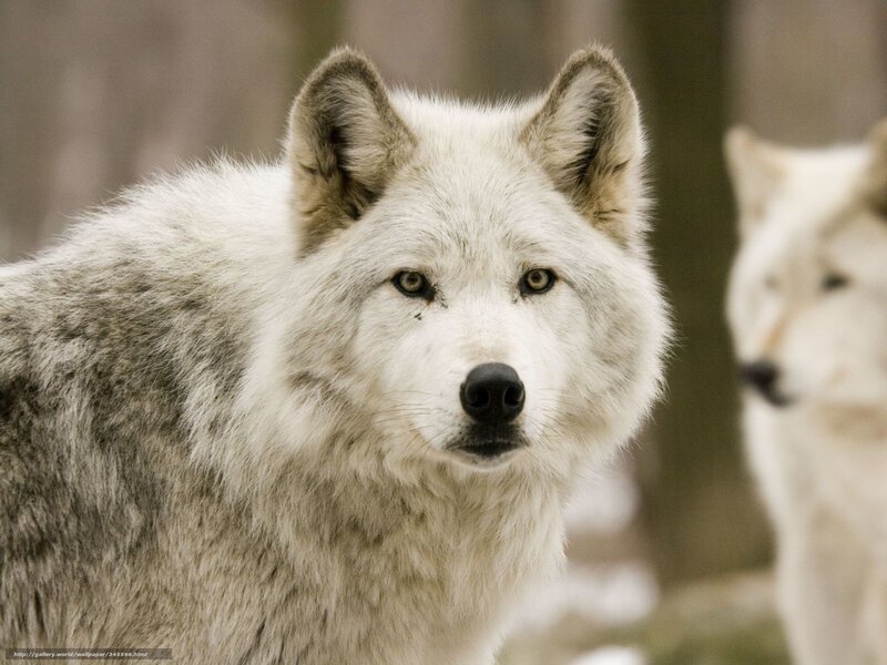 white wolf in forest