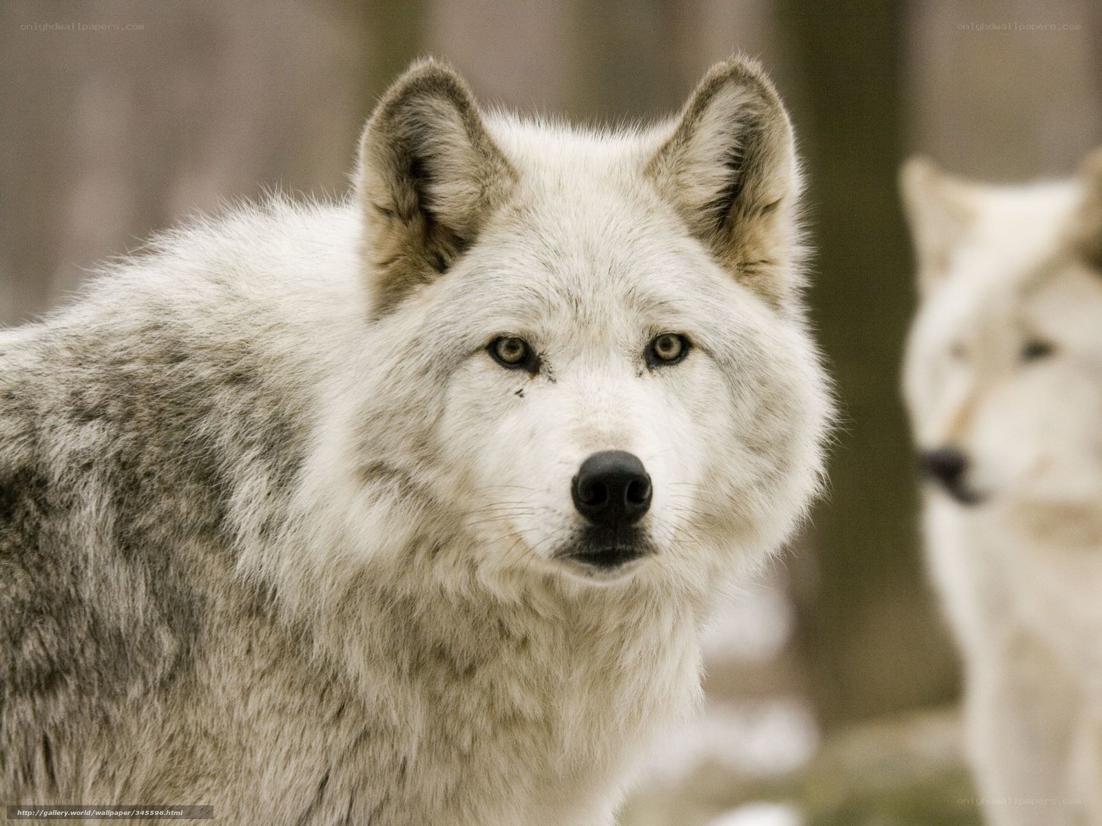 white wolf in forest