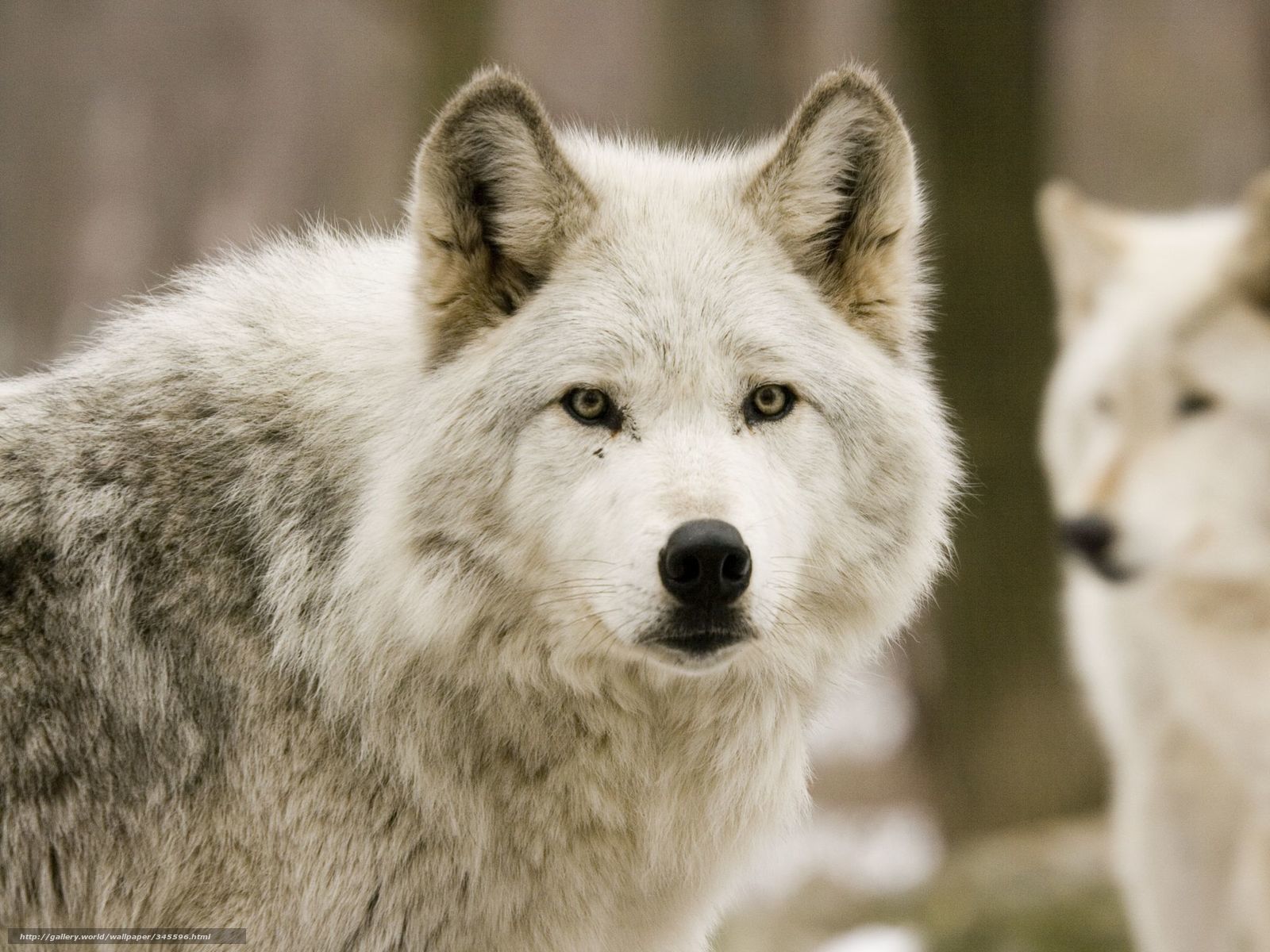 white wolf in forest