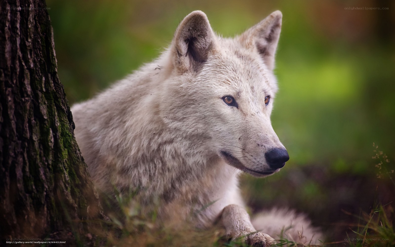 white wolf in forest