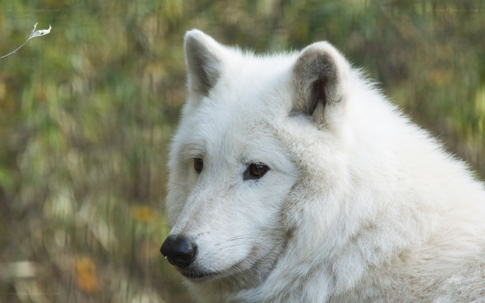 white wolf in forest