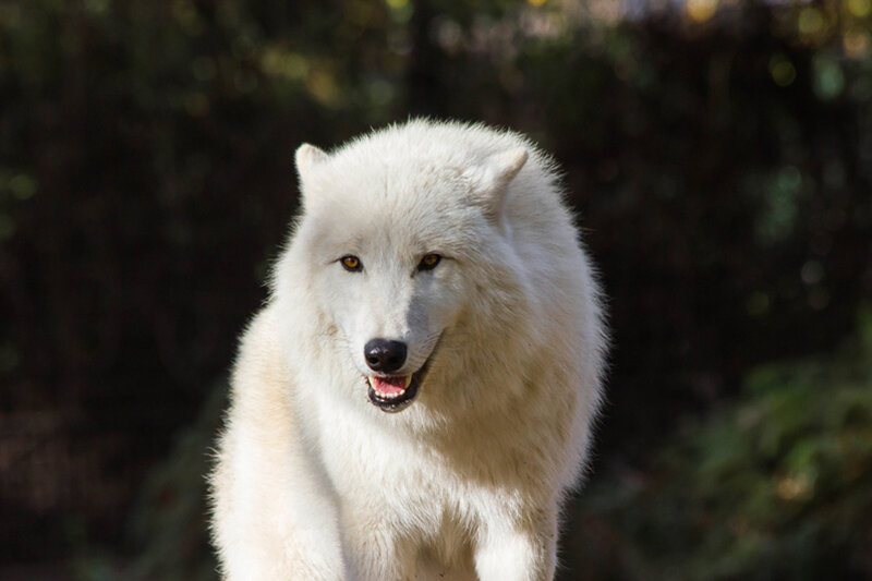 White Wolf in Forest — Alert, Afternoon, Photograph