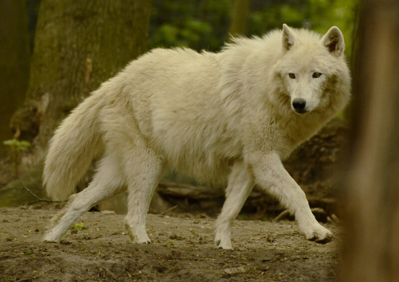 White Wolf in Forest — Alert, Afternoon, Photograph, Trees, Forest Floor