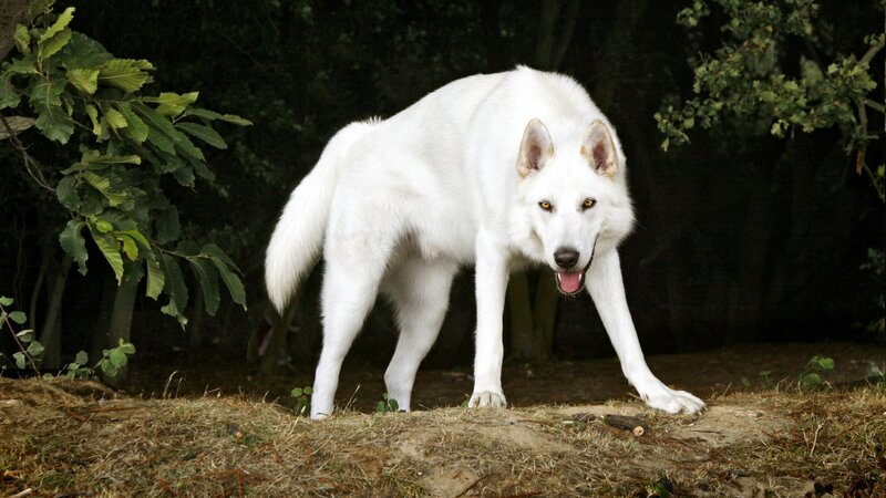 White Wolf in Forest — Alert, Afternoon, Photograph, Trees
