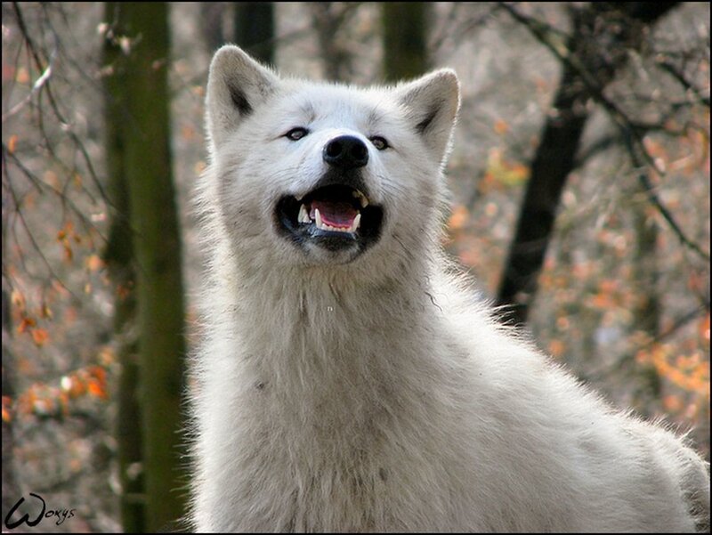 White Wolf in Forest — Alert, Autumn, Photograph