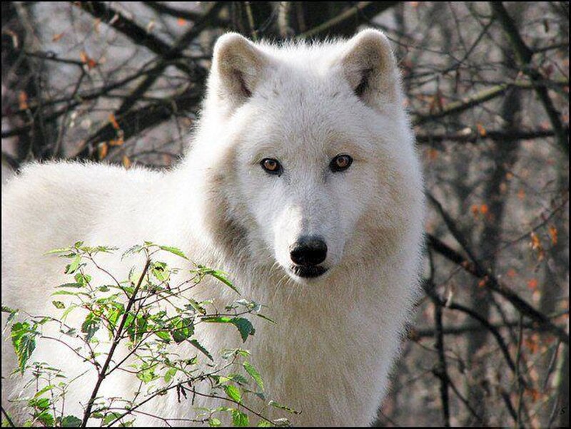 White Wolf in Forest — Alert, Autumn, Photograph, Trees