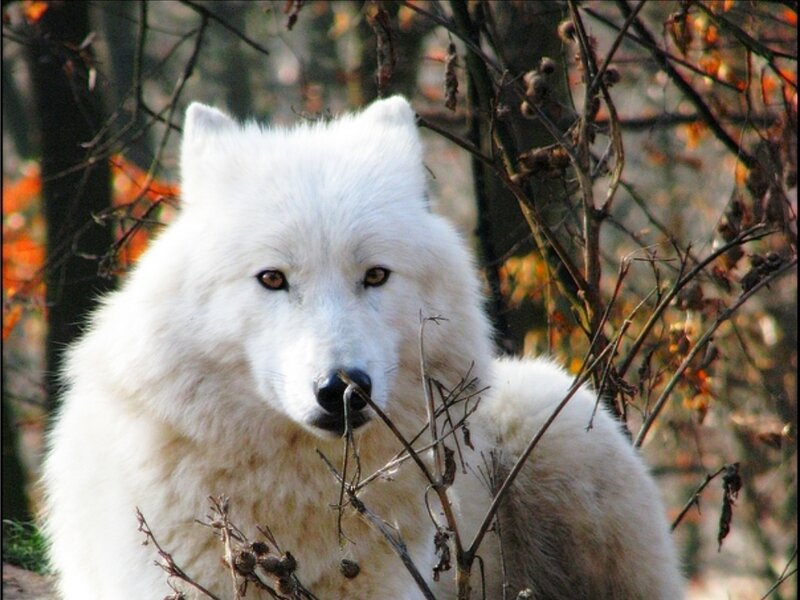 White Wolf in Forest — Alert, Autumn