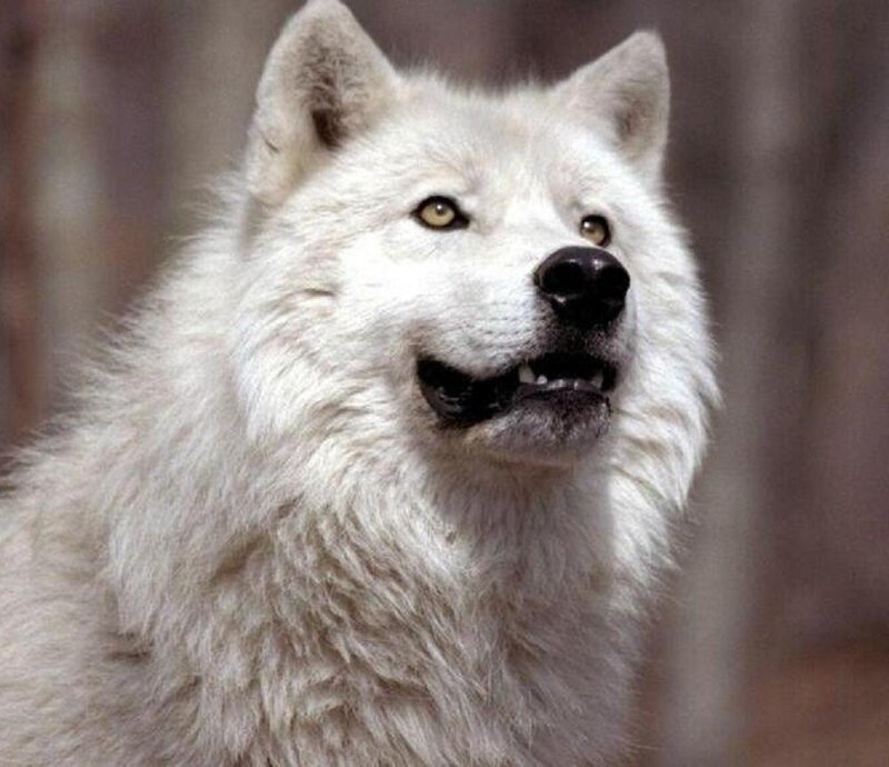 White Wolf in Forest — Alert, Photograph, Brown