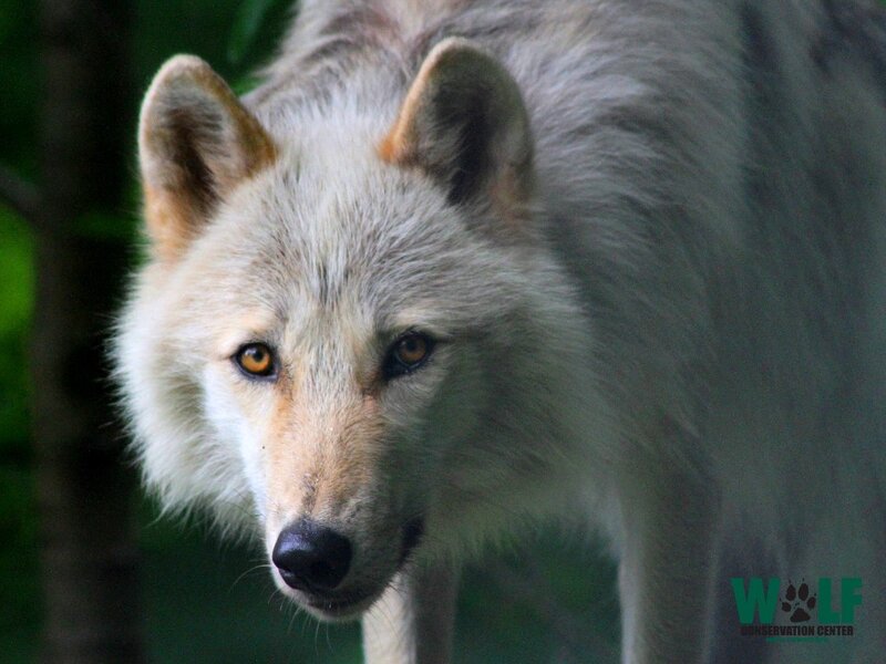 White Wolf in Forest — Alert, Photograph, Green Foliage