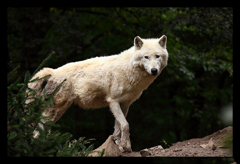 White Wolf in Forest — Alert, Photograph, Rock