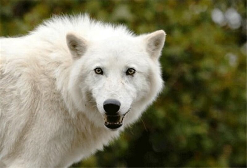 White Wolf in Forest — Alert, Photograph