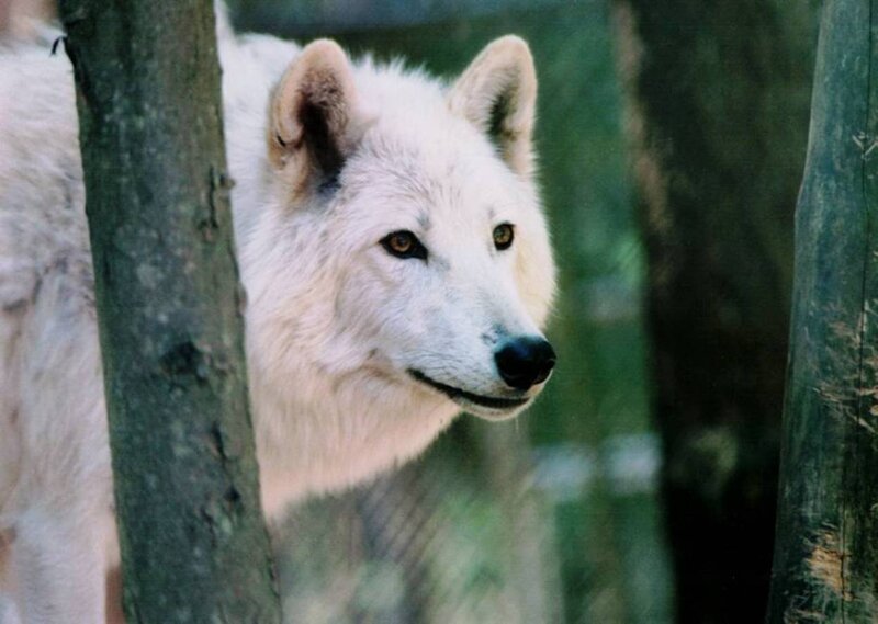 White Wolf in Forest — Alert, Photograph, Tree