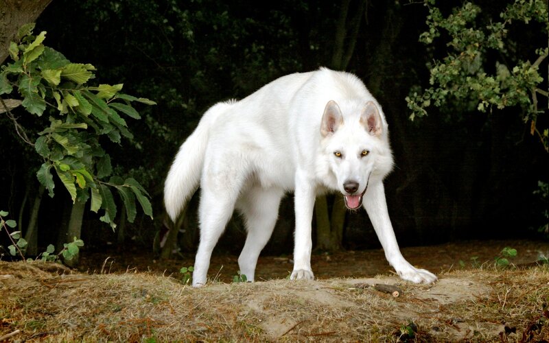 White Wolf in Forest — Alert, Photograph, Trees, Grass, Green