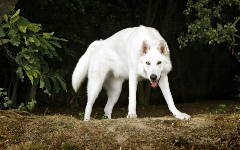 White Wolf in Forest — Alert, Photograph, Trees, Grass