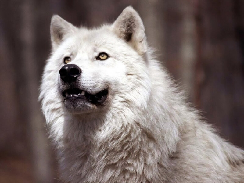 White Wolf in Forest — Alert, Photograph, Trees