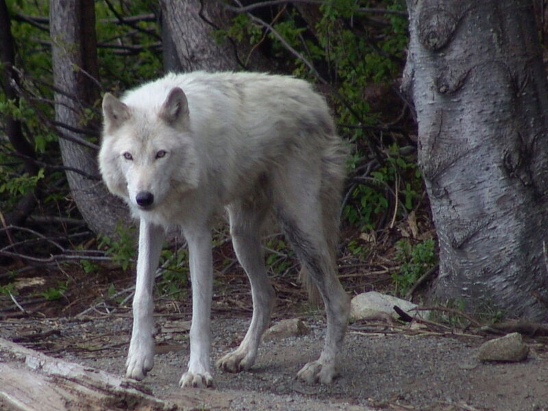 White Wolf in Forest — Alert, Spring