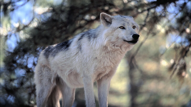White Wolf in Forest — Alert