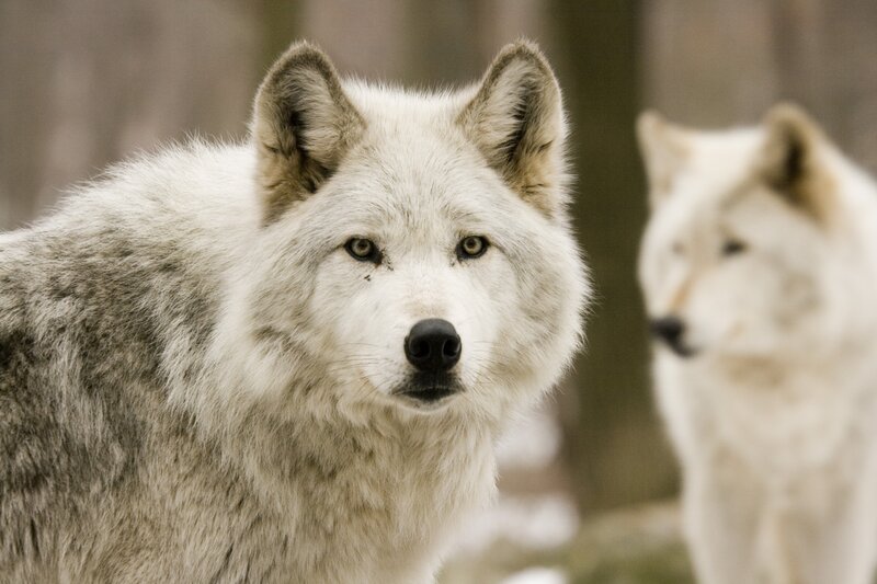 White Wolf in Forest — Alert, Winter, Photograph, Snow