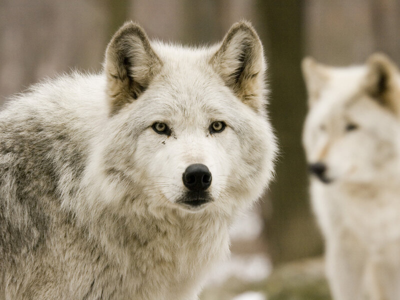 White Wolf in Forest — Alert, Winter, Photograph