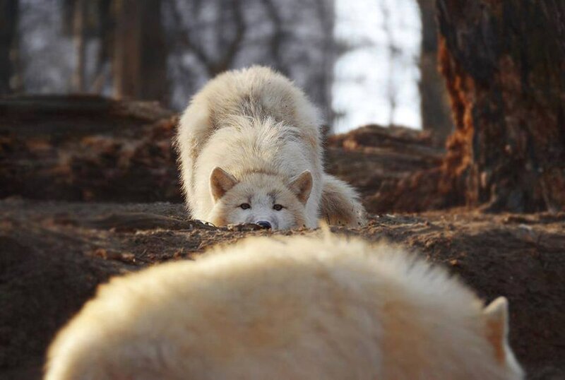 White Wolf in Forest — Alert, Winter, Photograph, Trees, Forest Floor