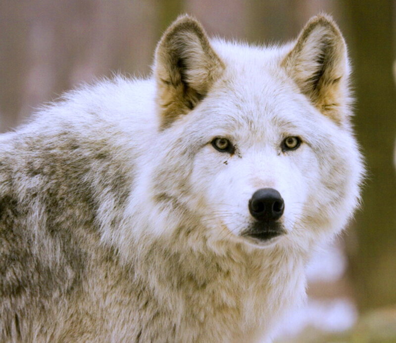 White Wolf in Forest — Alert, Winter, Photograph, Trees