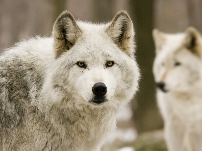 White Wolf in Forest — Alert, Winter