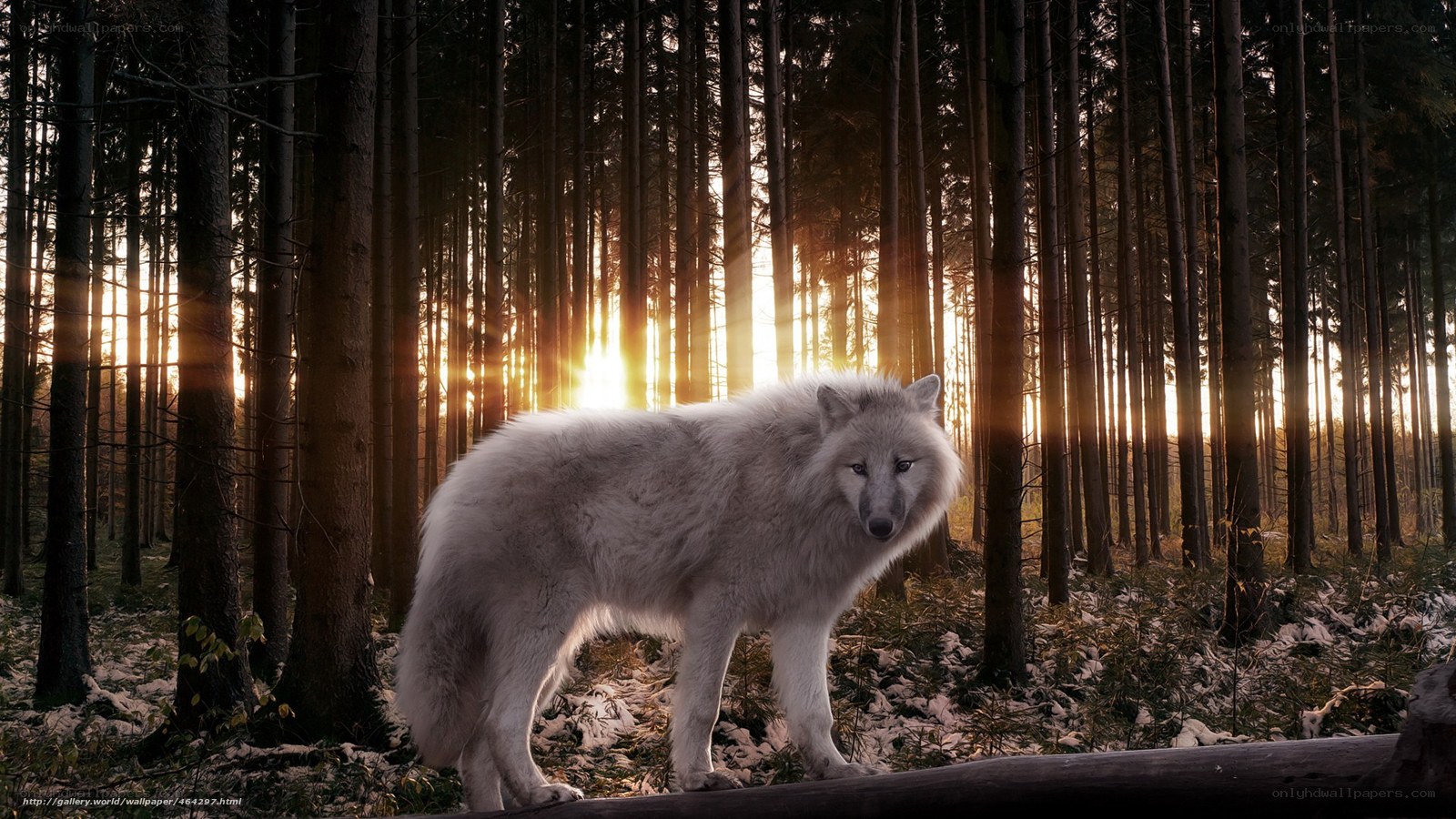 White wolf in forest at sunset