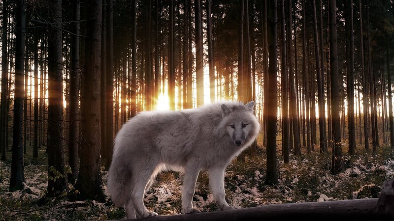 White wolf in forest at sunset